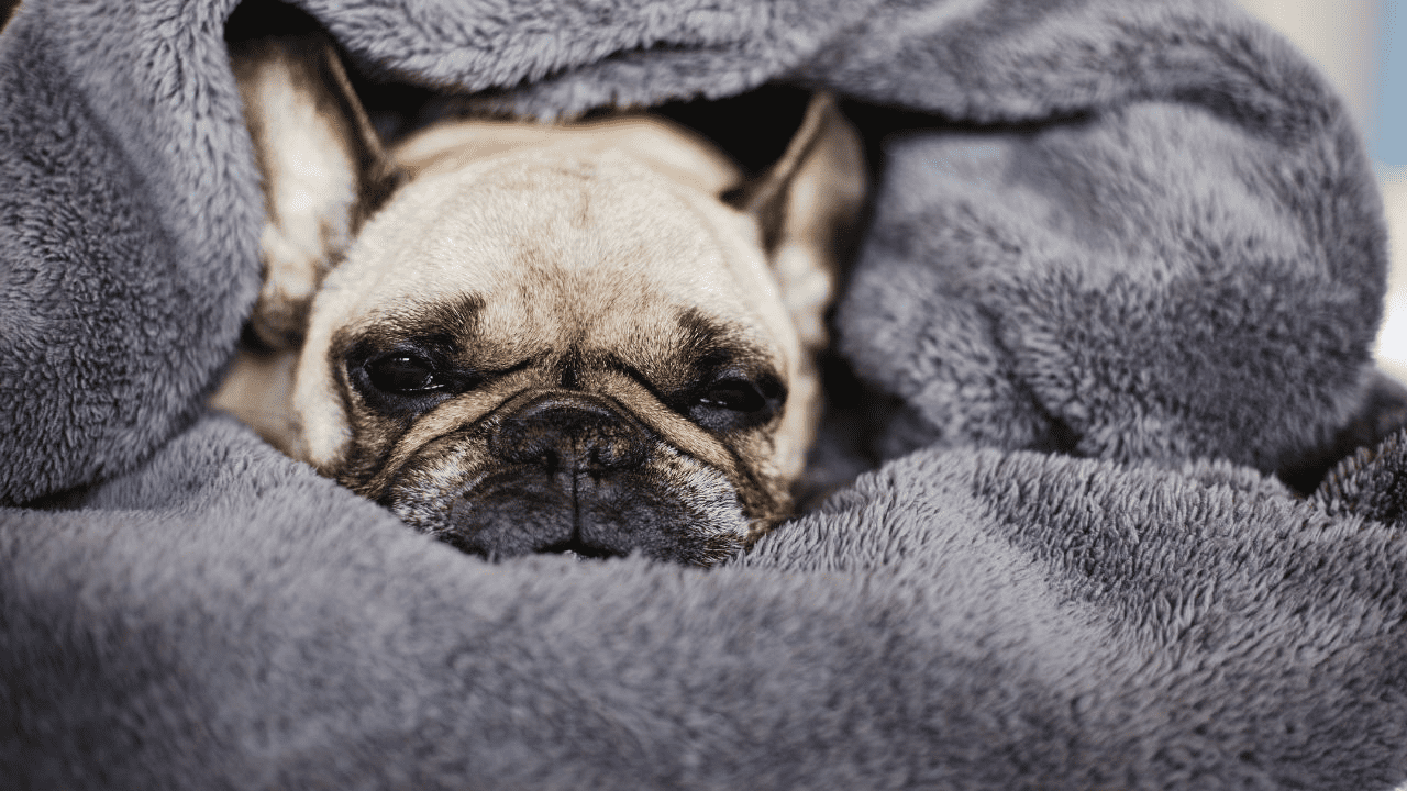 brown pug in a grey blanket
