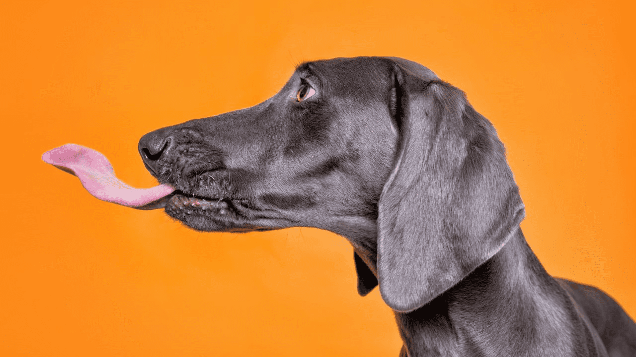 brown dog on orange background licking air