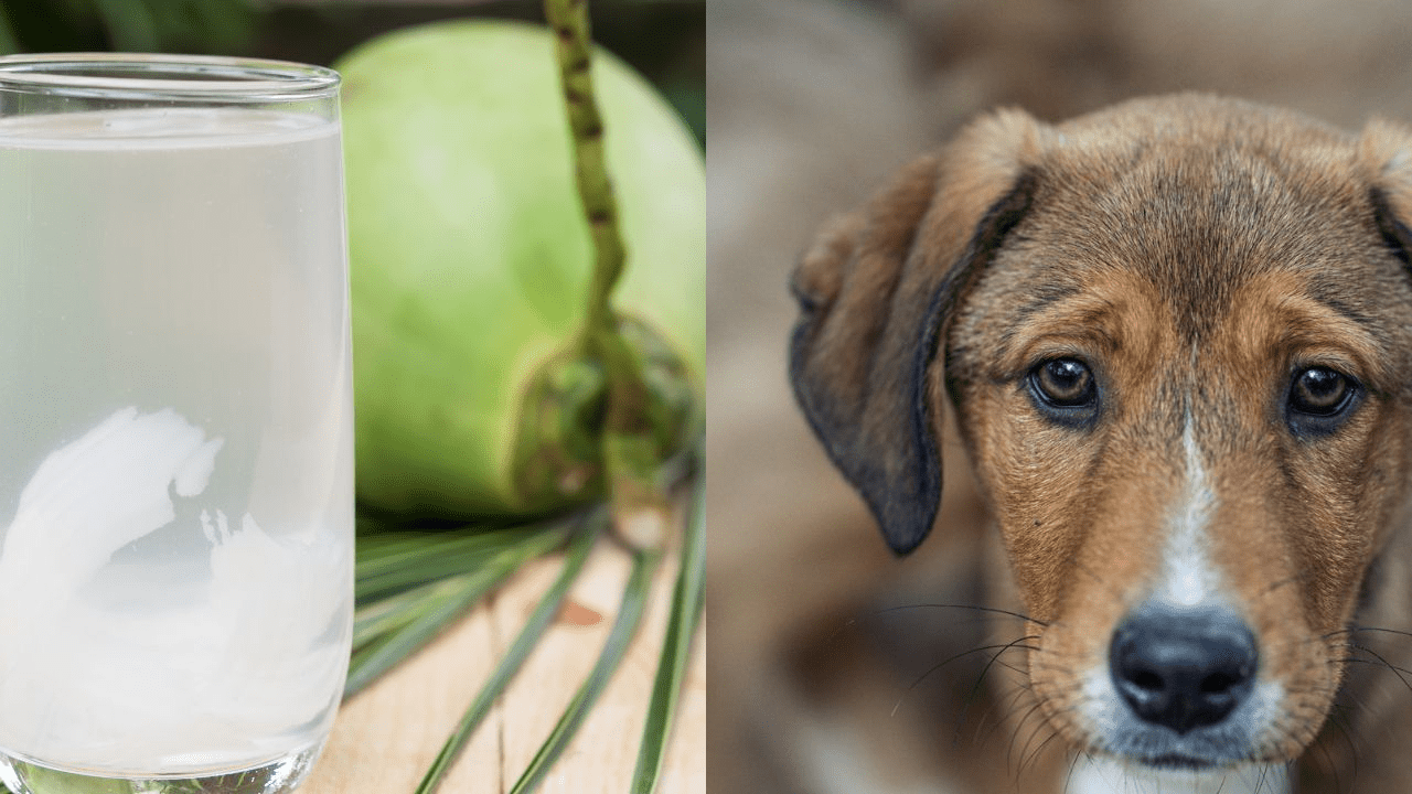 coconut water on the left side brown puppy on the right side