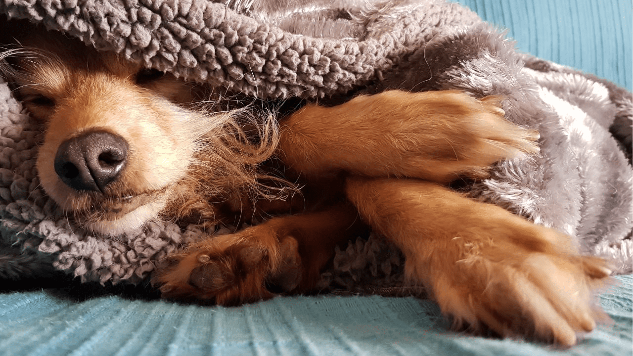 red brown dog under a brown blanket