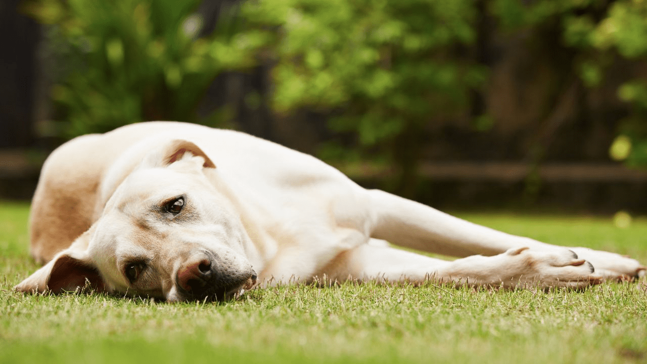 white dog laying on side in grass looking sad