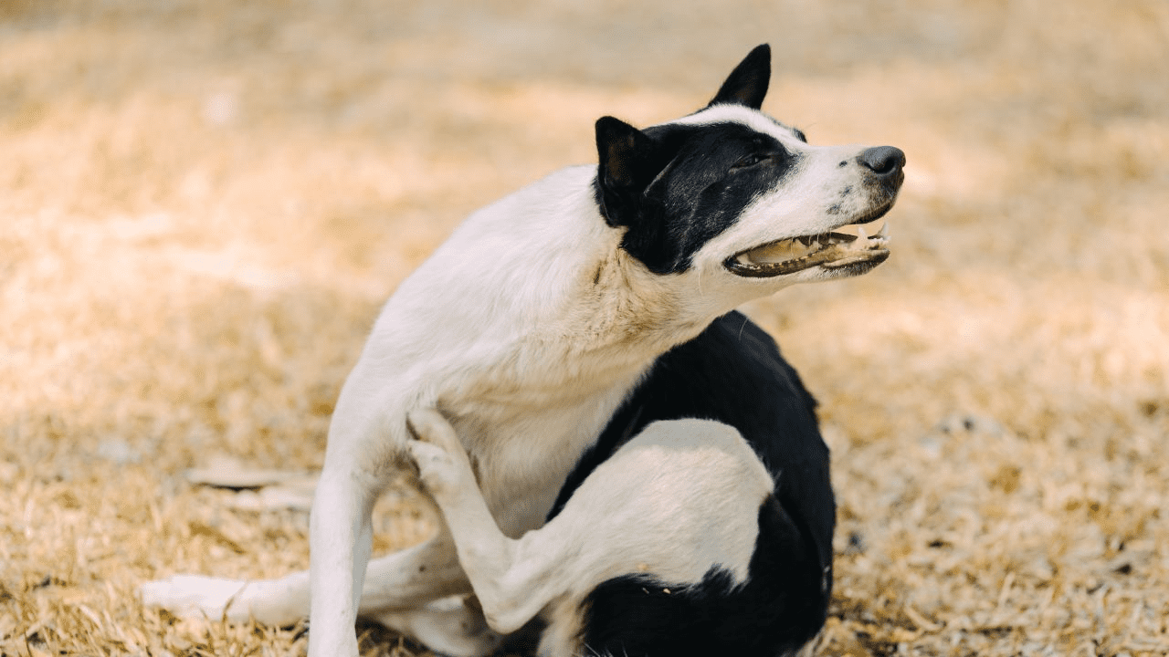 white black dog scratching himself