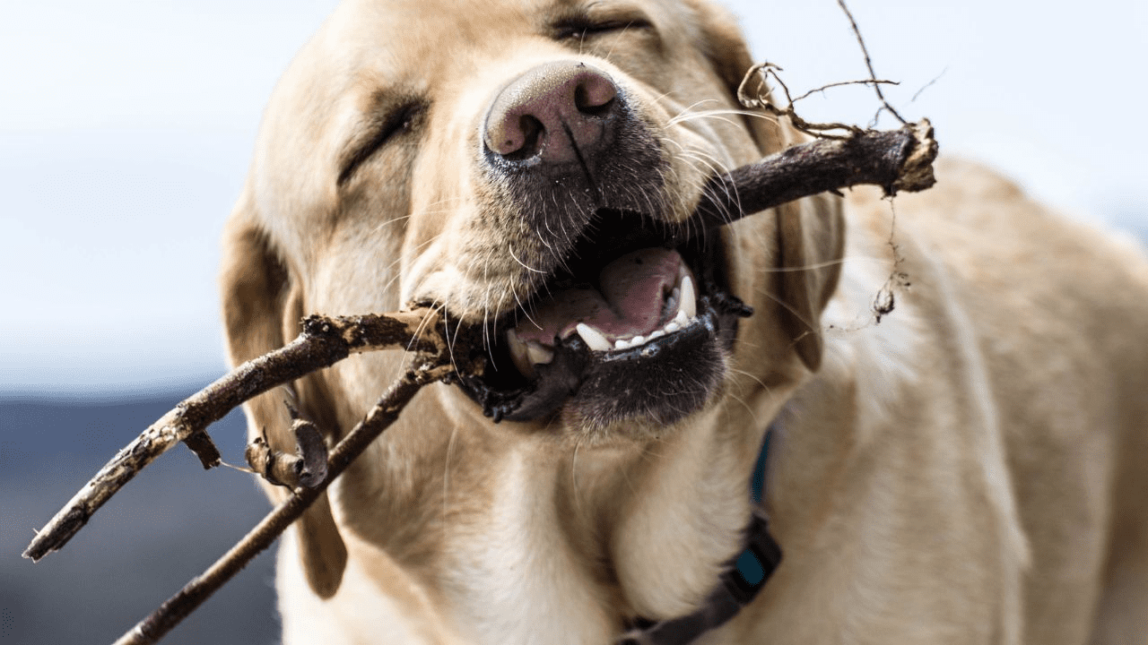 light brown dog chewing on a wooden stick