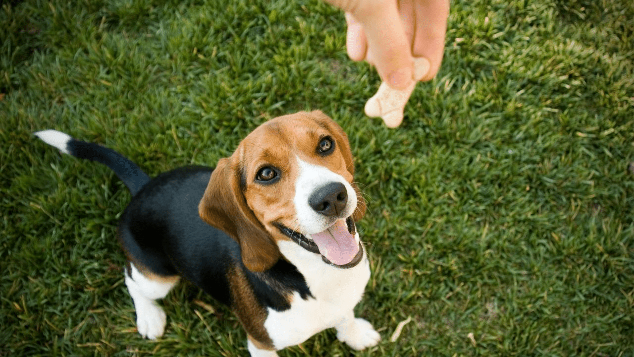 beagle dog sitting in grass looking at a treat