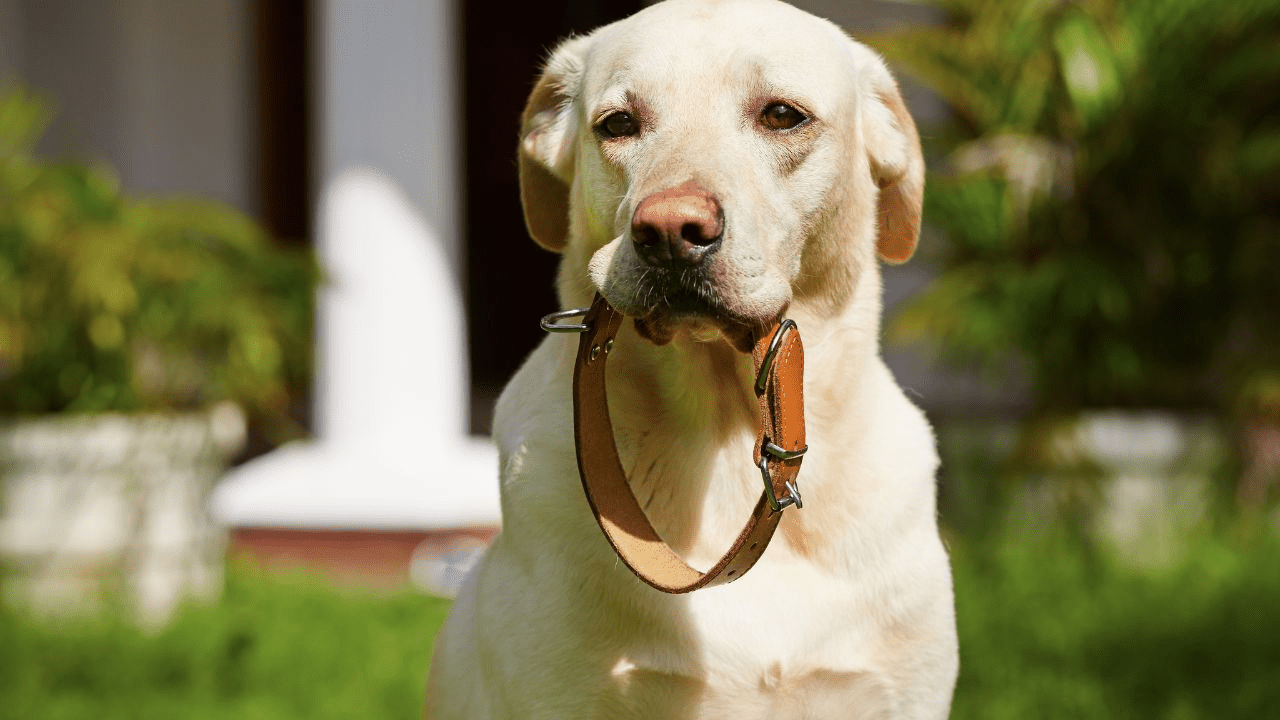 light brown dog with collar in his mouth