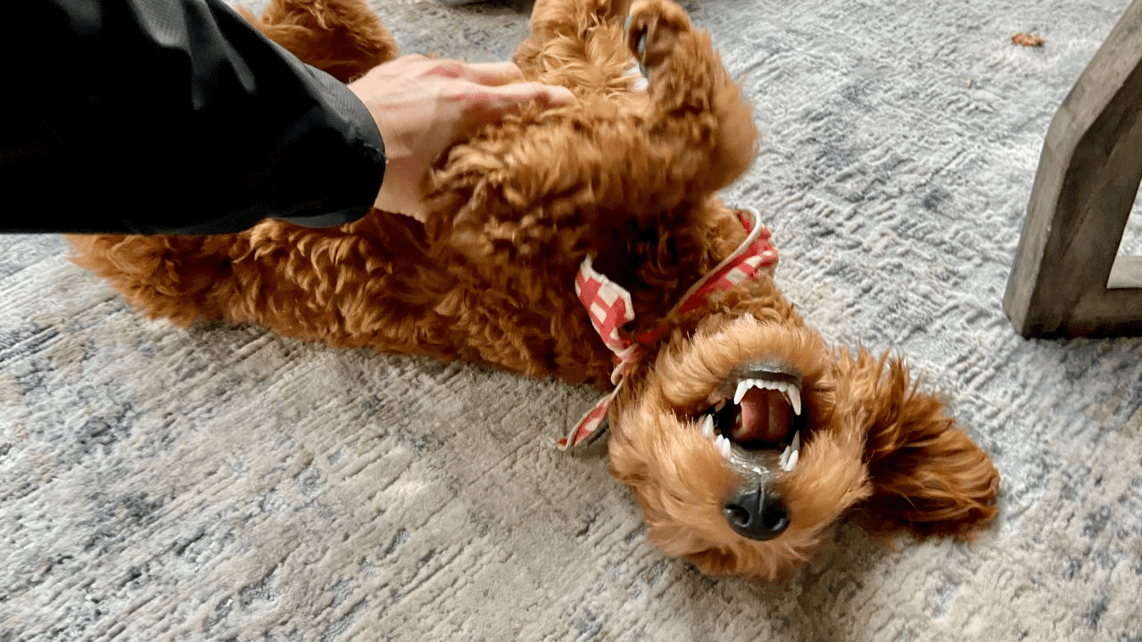 brown dog on floor getting belly rubbed