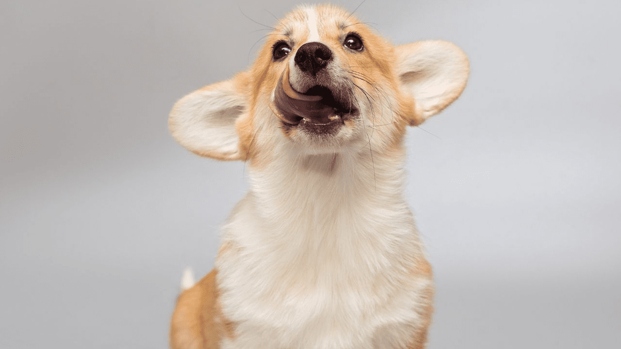 white brown little dog licking air