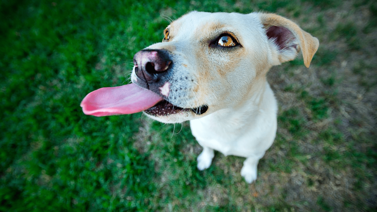 white dog sticking tongue out