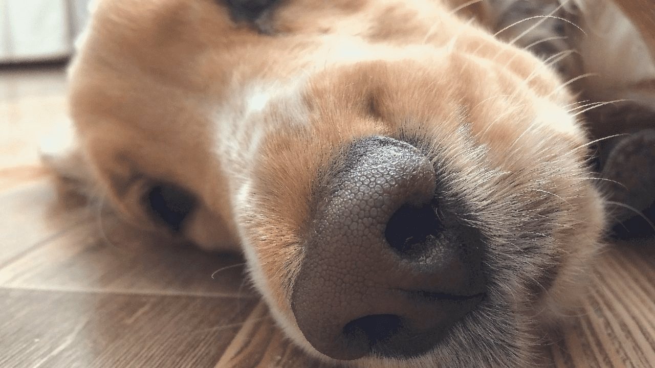 dog face laying on floor from side