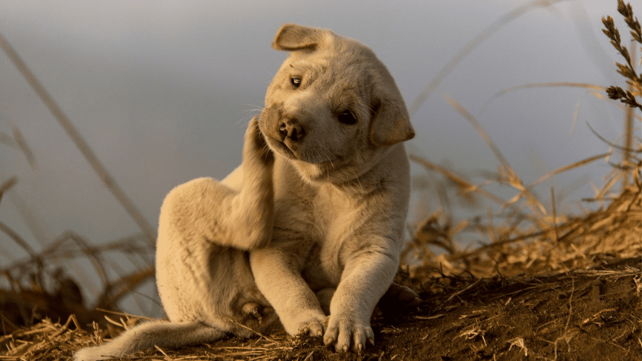 brown puppy scratching himself