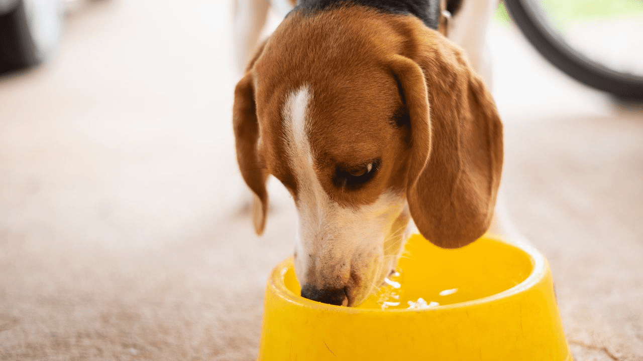 dog drinking from a big yellow water bowl