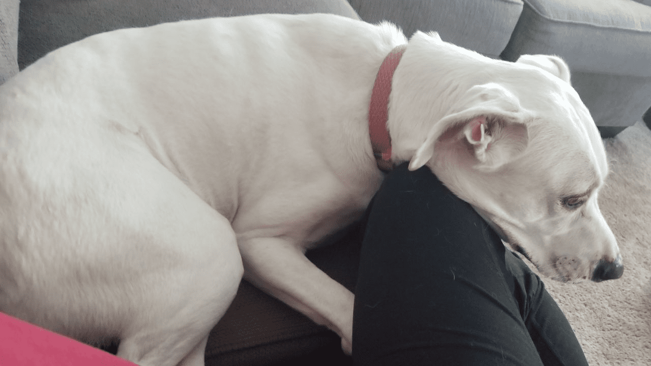white dog cuddling with human legs