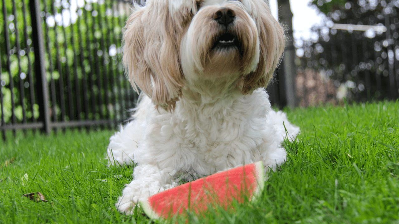 white dog laying on grass eating watermelon