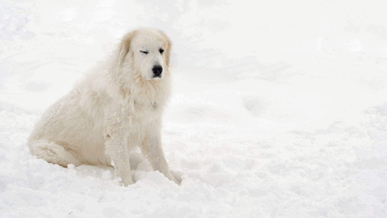 white dog in snow winking