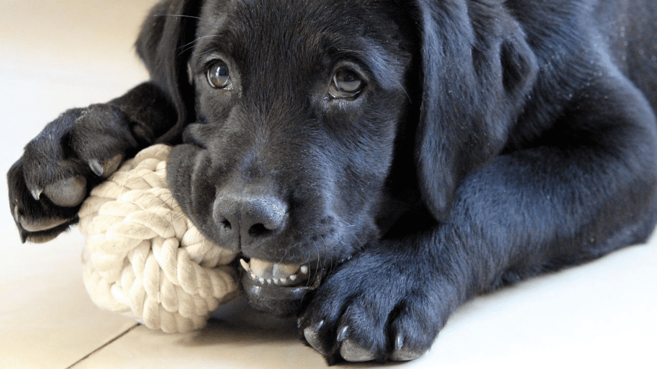 black puppy chewing on white toy