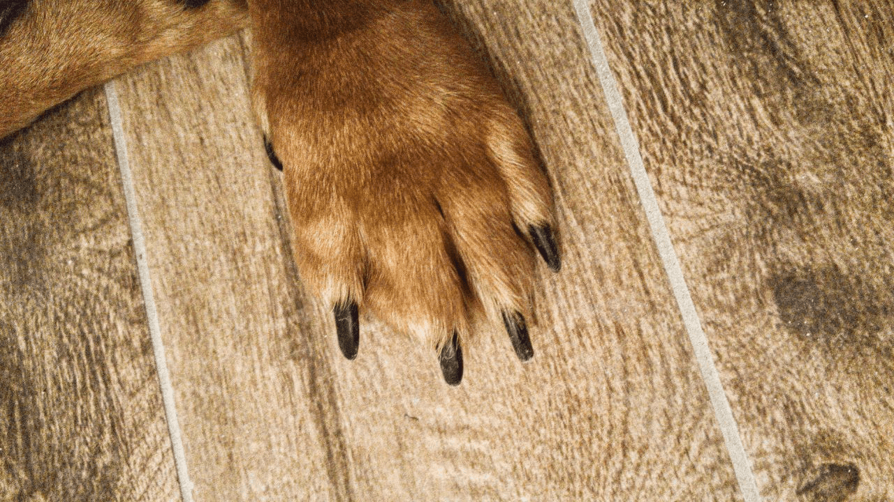 brown dog paw on floor