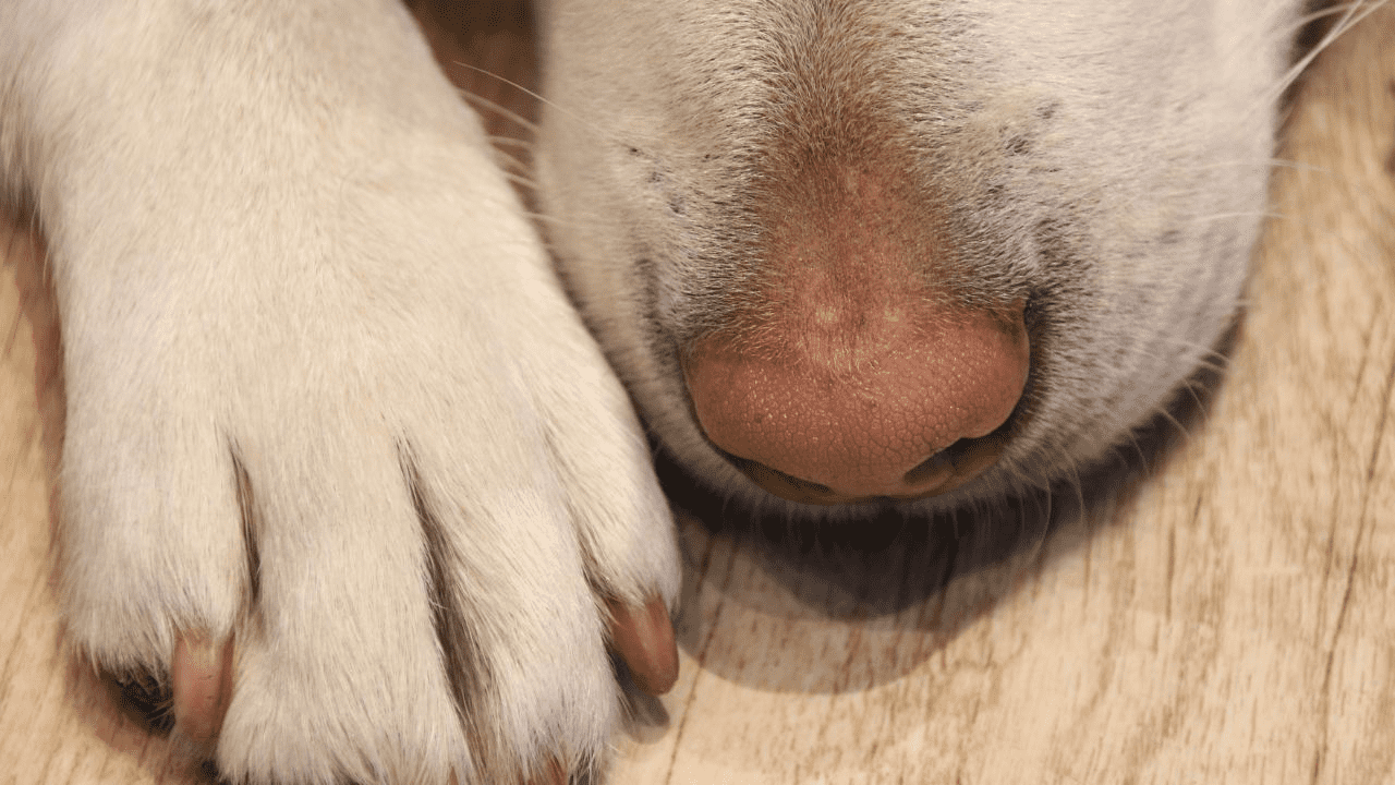white dog paw and nose