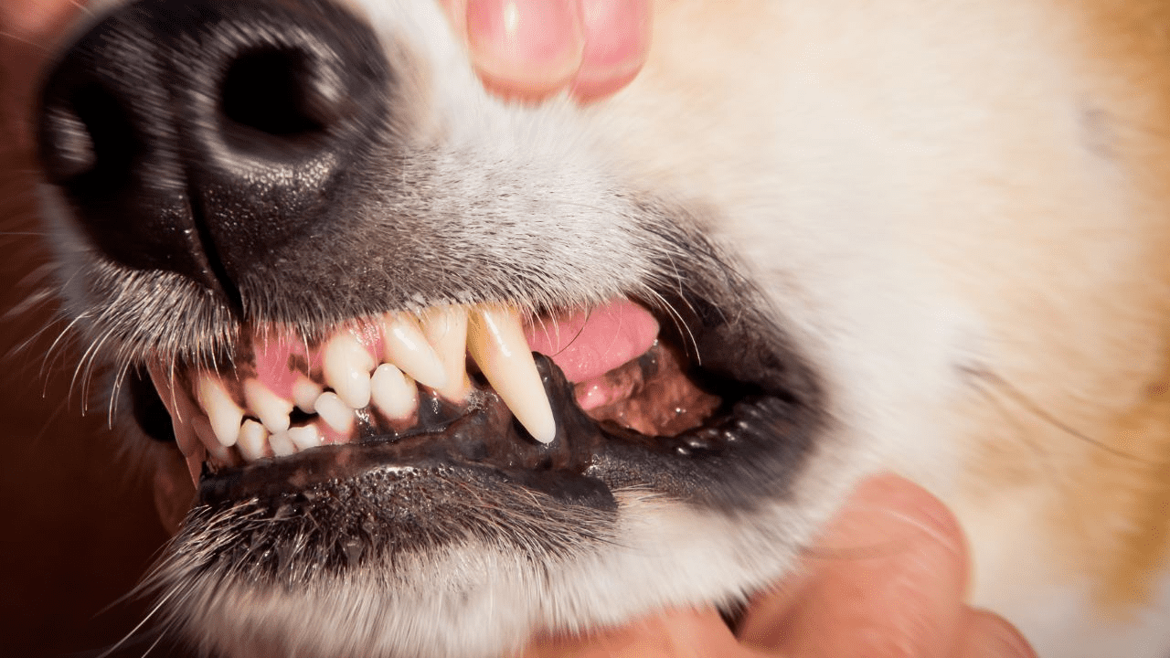 woman hand opening a brown dogs mouth from near