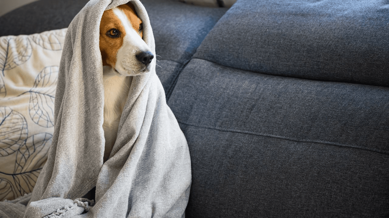 white brown dog under a white blanket