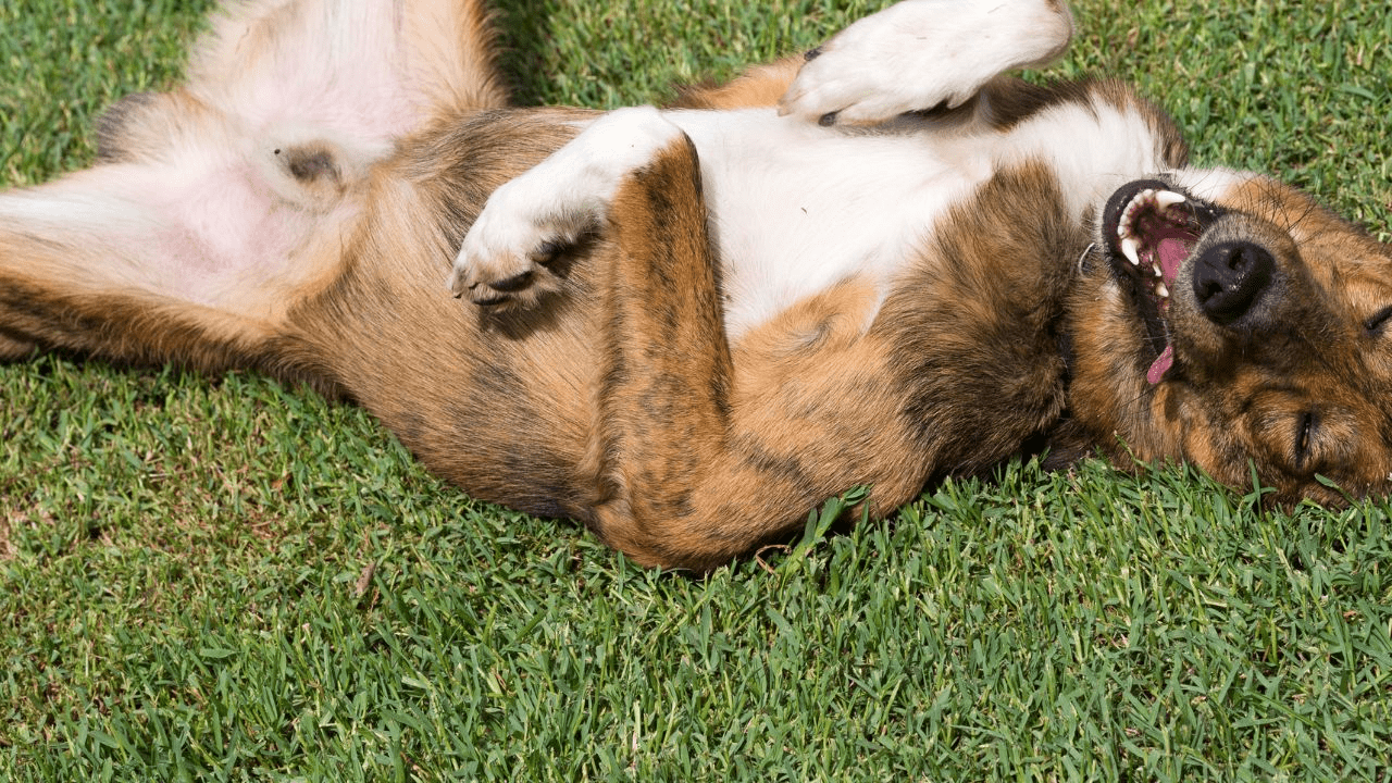 dog with green collar laying on grass
