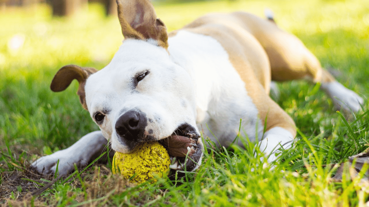 white brown dog playing with a yellow toy on grass