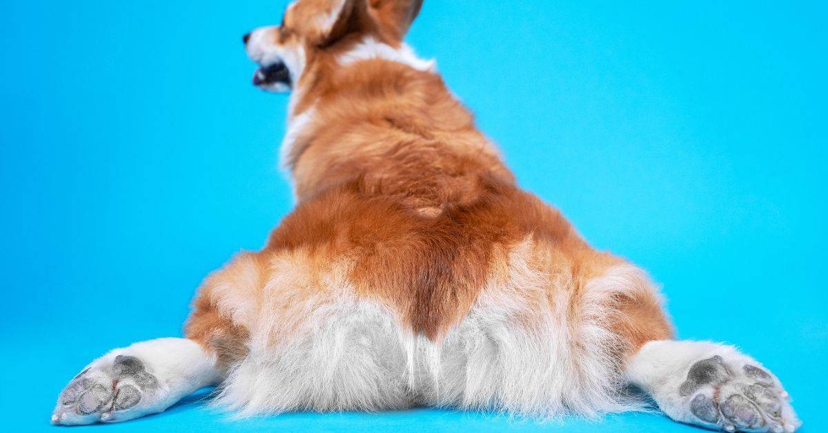 Dog Keeps Licking Butt _ Reasons To Know & How To Stop It
