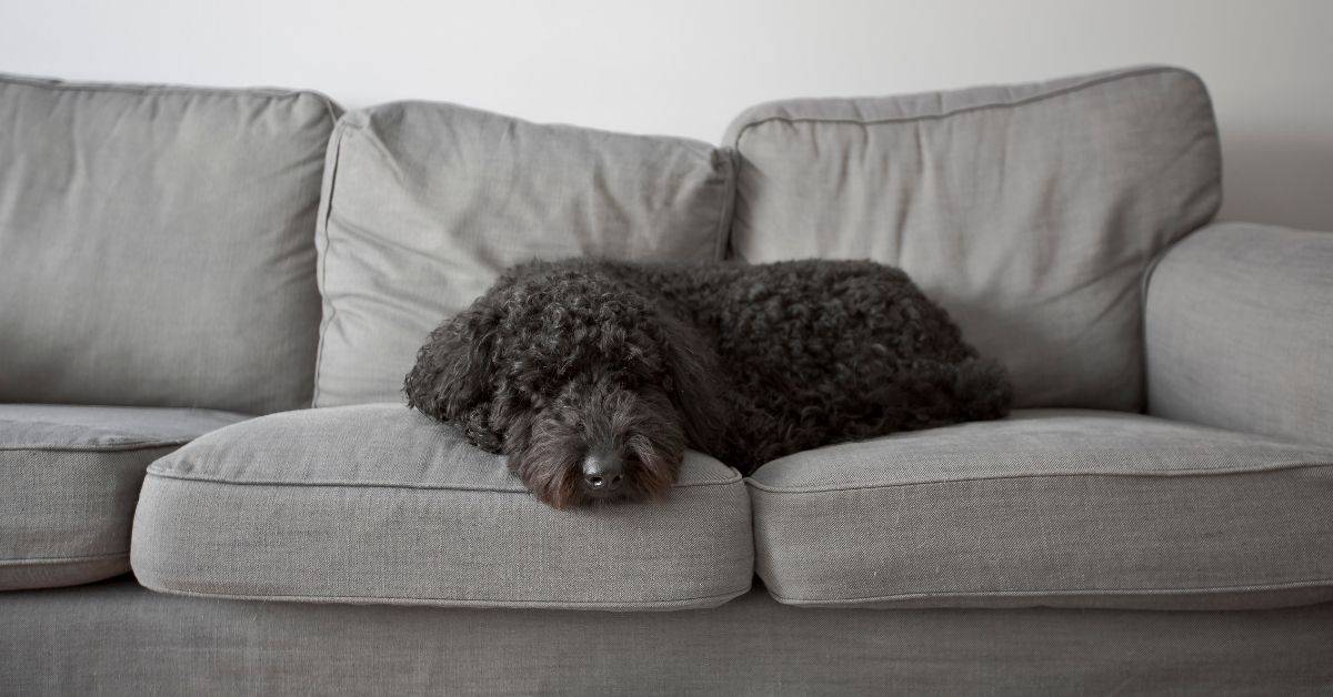 How To Get Dog Pee Smell Out Of Couch