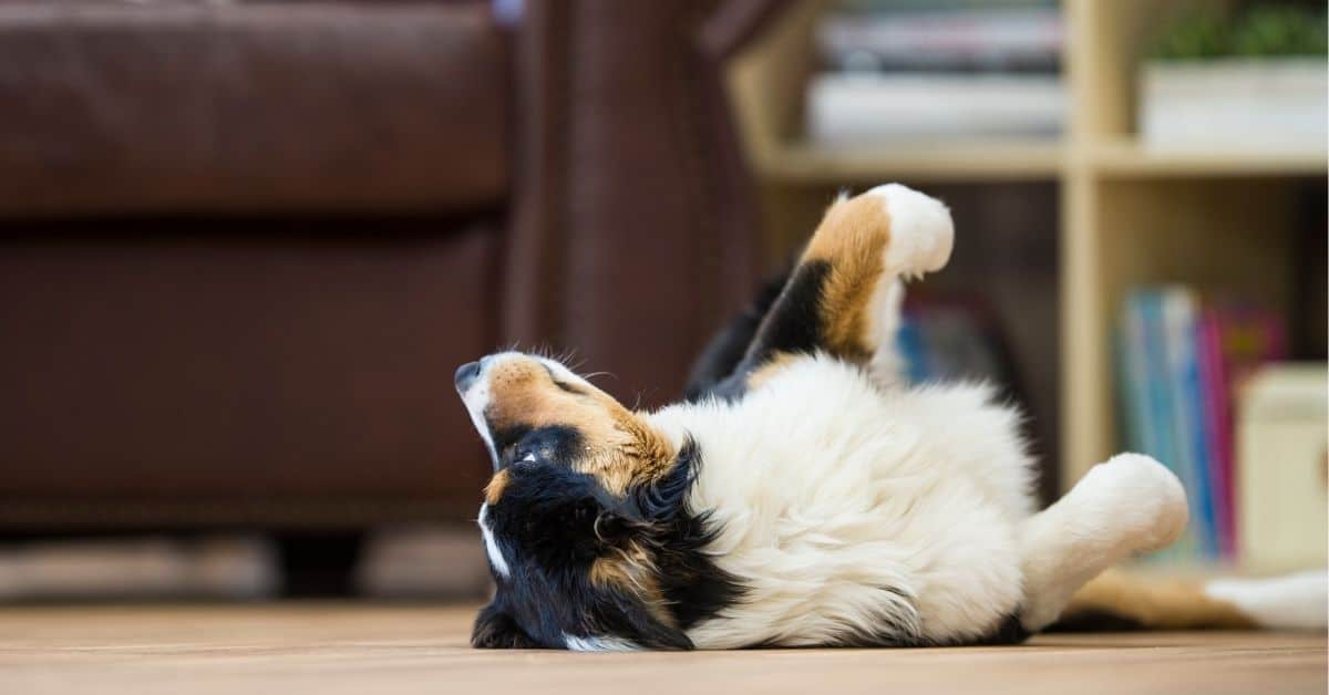 How To Teach A Dog To Roll Over _ A Step-By-Step Guide