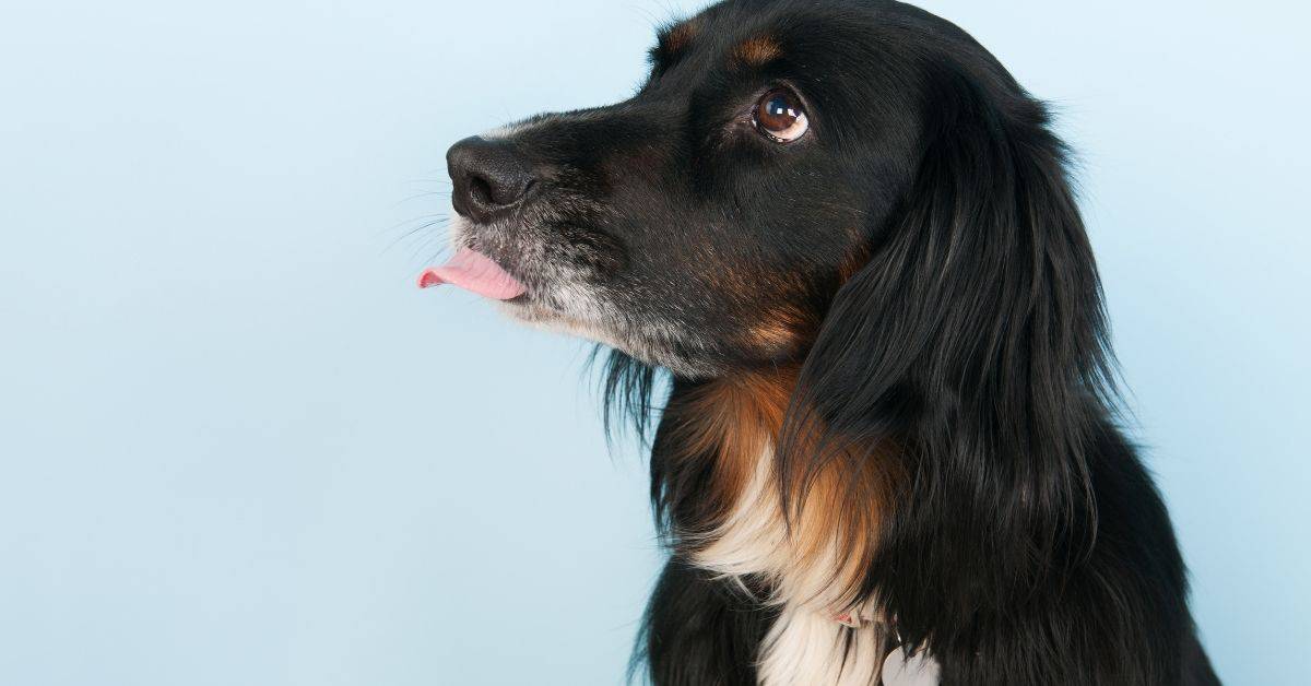 The Truth About Dog Licking Air