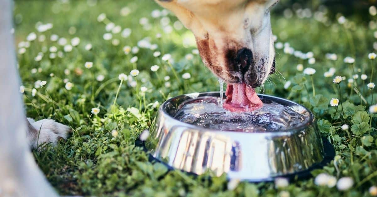 What Can Dogs Drink Besides Water