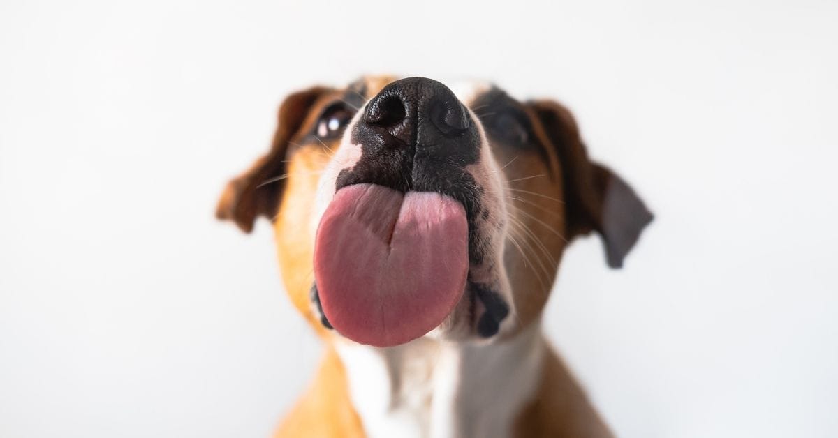 Why Do Dogs Stick Their Tongue Out