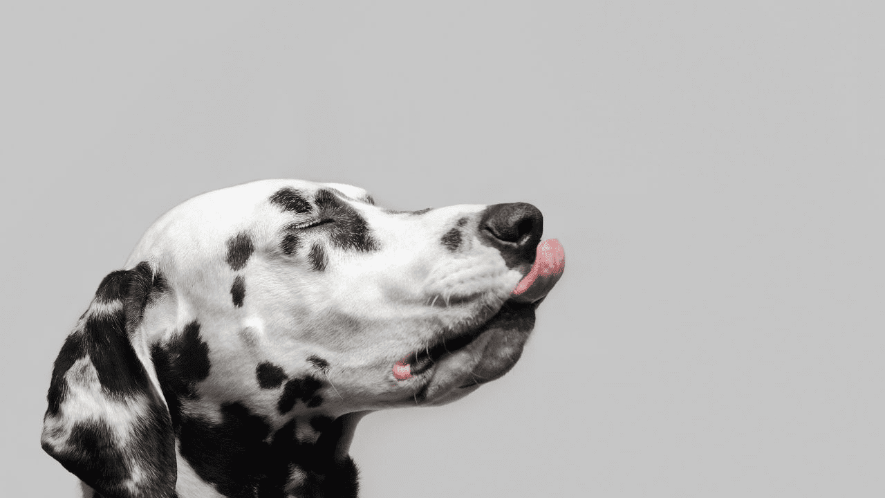 white black dog licking air