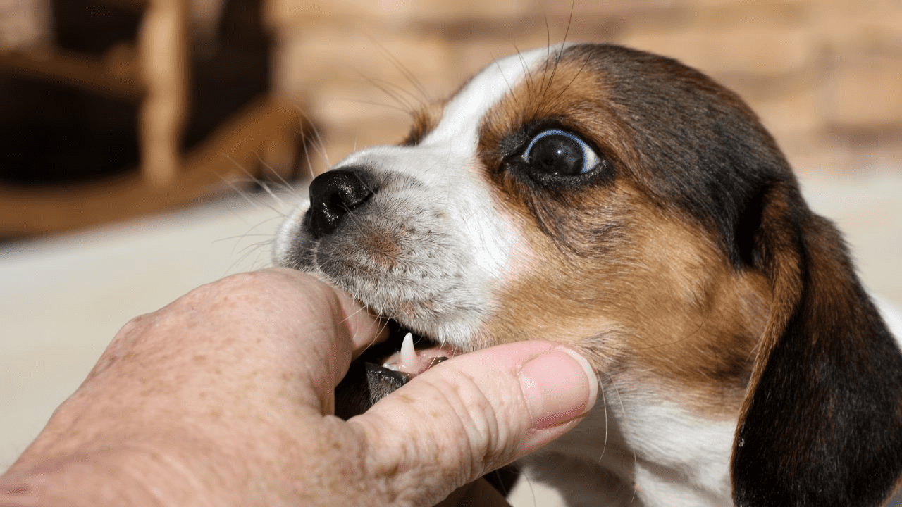 little brown white puppy biting in old human hand