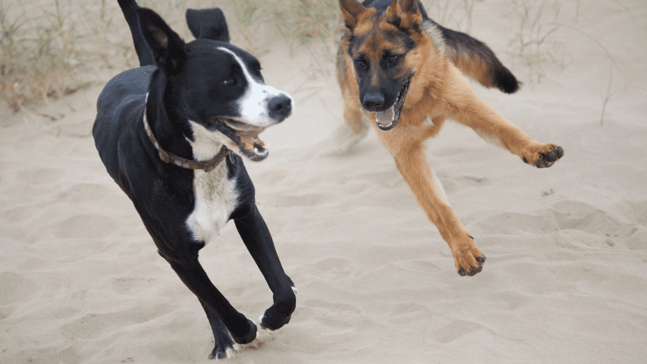 two dogs playing funny together