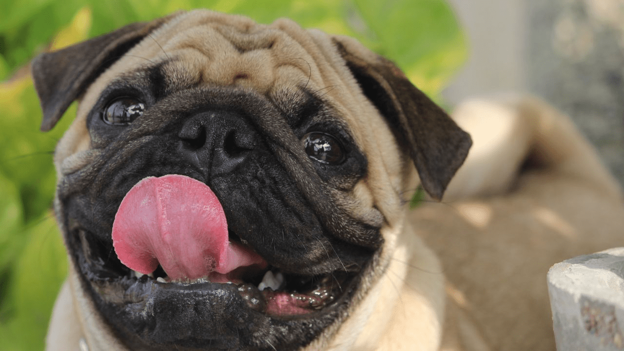 brown pug dog sticking his tongue out