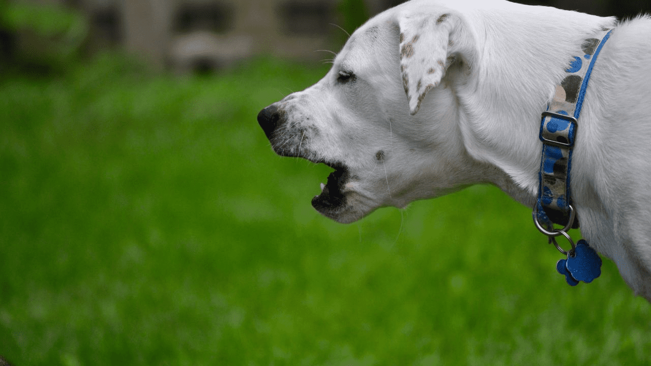 white dog on grass barking
