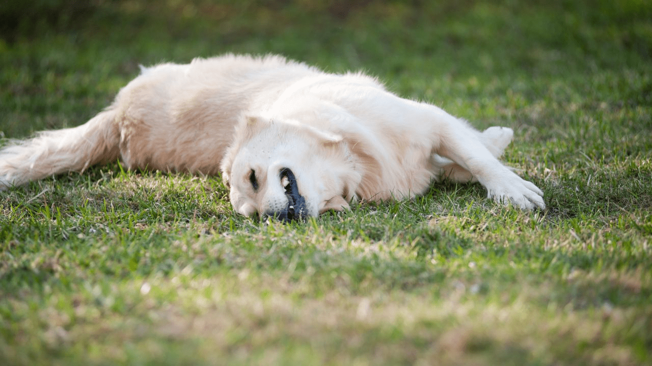 light brown dog laying on the side in grass