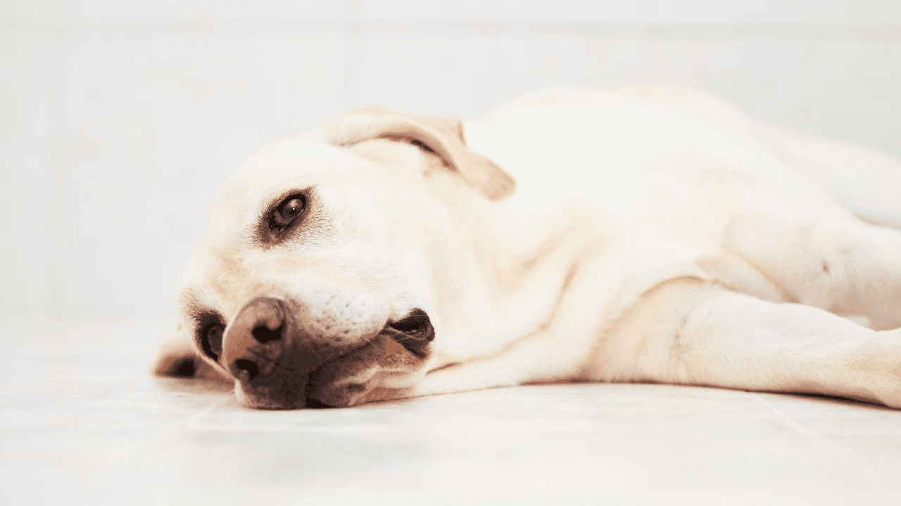 white dog laying on his side