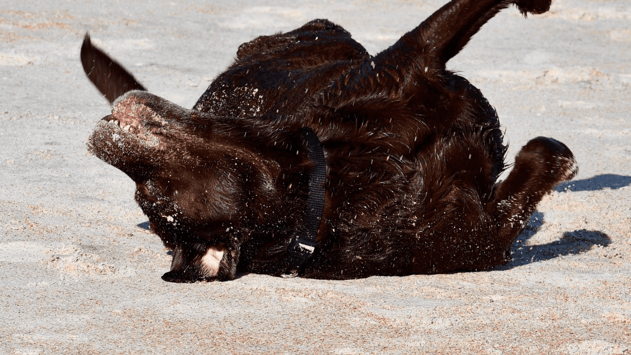 dark brown dog laying on back in sand