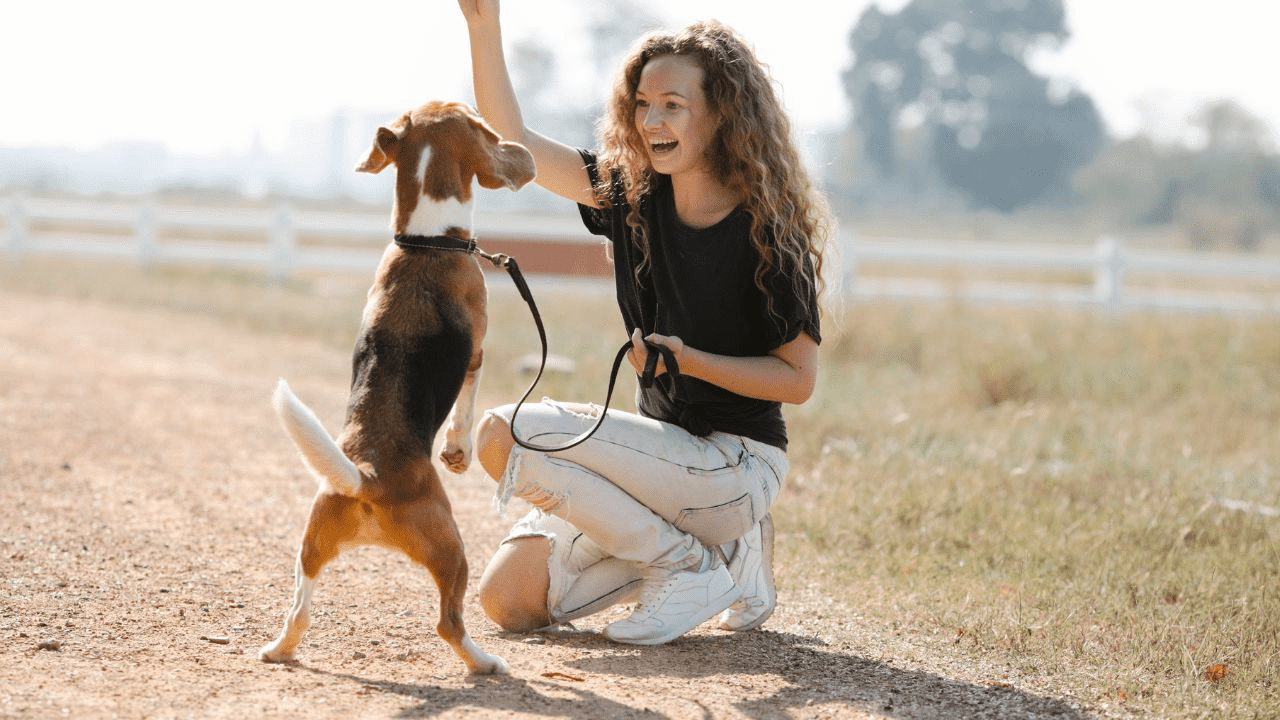 little dog playing with a woman