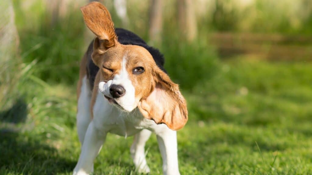beagle dog shaking his head