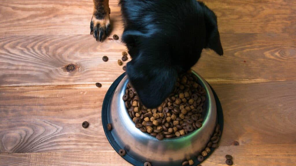 black dog eating from a food bowl on wooden floor