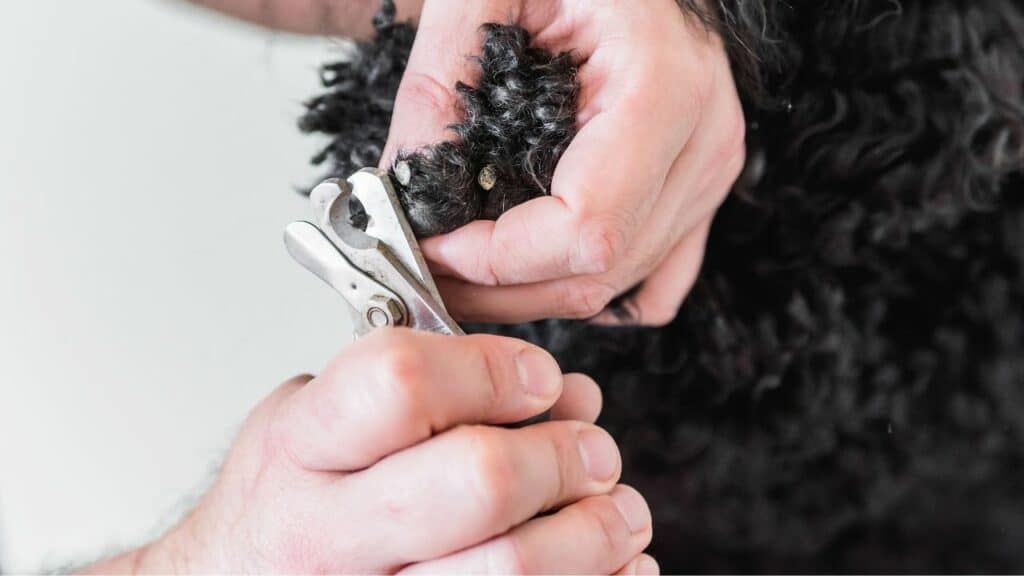black dogs nails getting cut