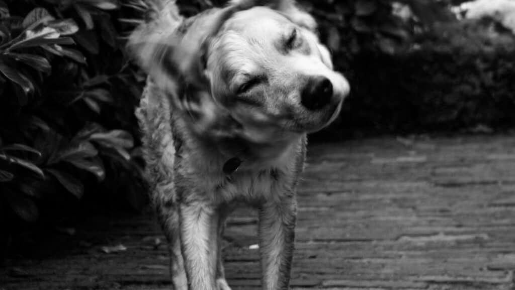 black white photo of a dog shaking his head