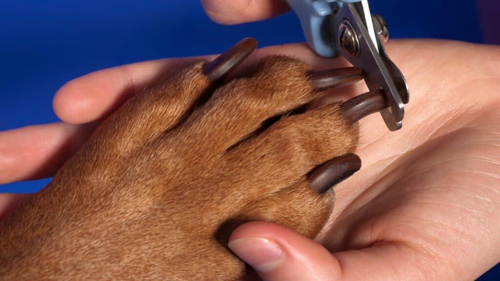 brown dog paw in human hand getting nails cut