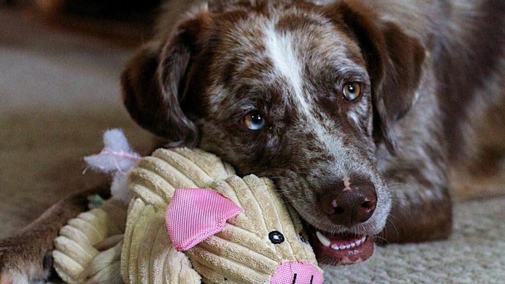 brown dog with a toy