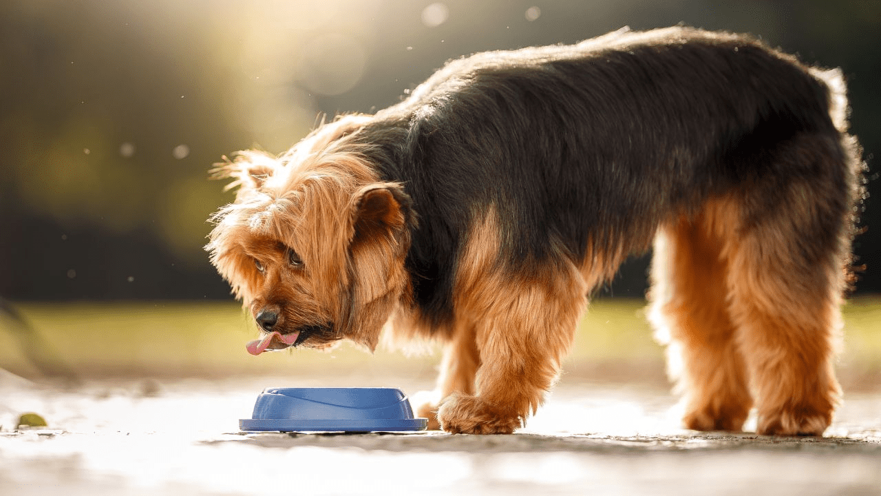 black brown dog drinking water from a small blue bowl