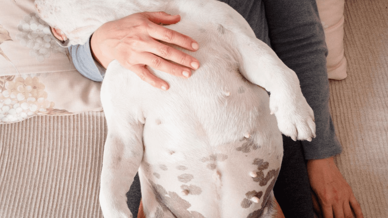 white dog getting belly rubbed