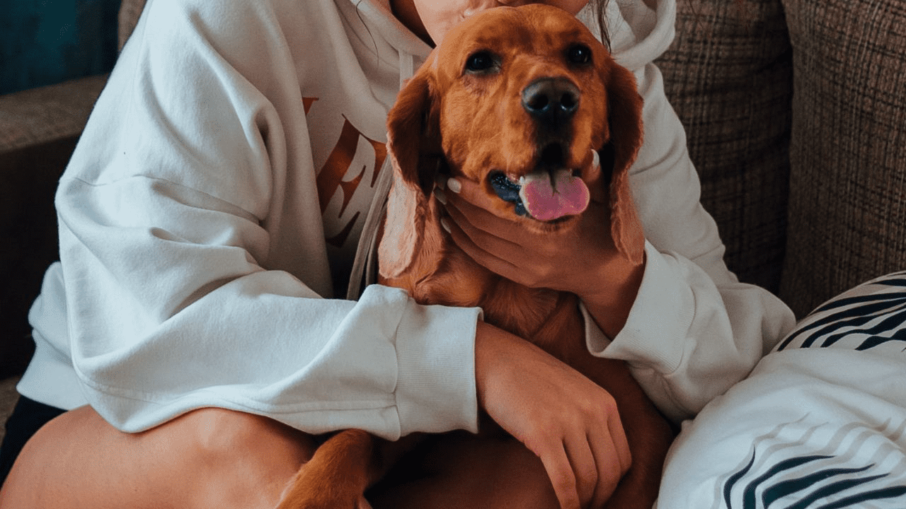 brown dog cuddling with woman in white hoodie
