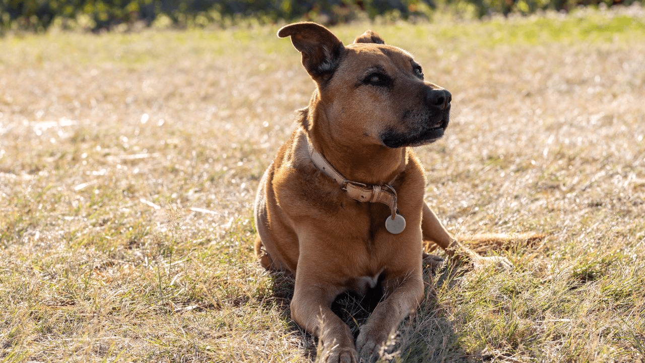 brown dog laying in grass looking to the right side